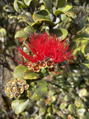 ʻŌhiʻa Lehua