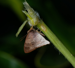 Euselasia thucydides