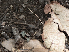 Staluptus marginalis