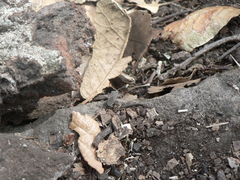 Staluptus marginalis