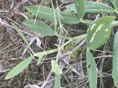 Lathyrus vestitus