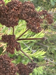 Eriogonum fasciculatum