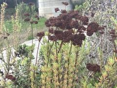 Eriogonum fasciculatum