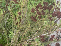 Eriogonum fasciculatum
