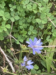 Cichorium intybus