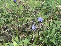 Cichorium intybus