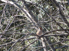 Coccothraustes coccothraustes