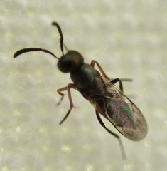 Encyrtinae