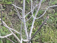 Aesculus californica