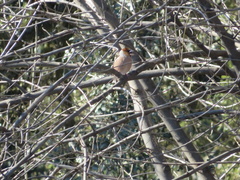 Coccothraustes coccothraustes