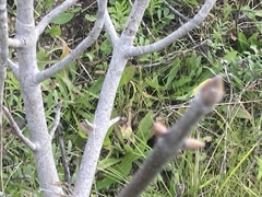 Aesculus californica