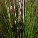 Elgin Paper-Reed - Photo (c) Nick Helme, some rights reserved (CC BY-SA), uploaded by Nick Helme