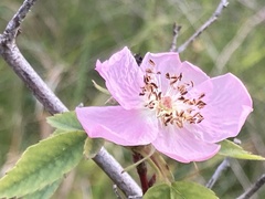Rosa californica