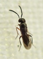 Encyrtinae