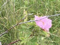 Rosa californica