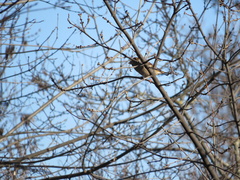 Coccothraustes coccothraustes