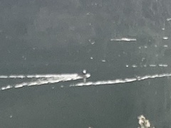 Lophodytes cucullatus