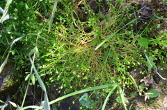 Sagina maritima