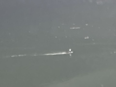 Lophodytes cucullatus