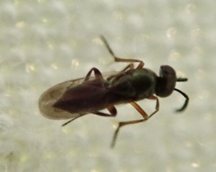 Encyrtinae