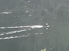 Lophodytes cucullatus