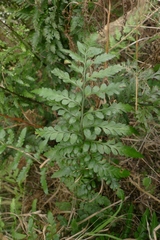 Asplenium lyallii