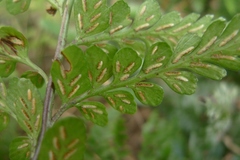 Asplenium lyallii