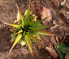 Aloe lineata