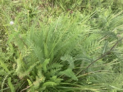 Achillea millefolium