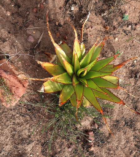 Image of Aloe lineata by no rights reserved