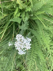 Achillea millefolium