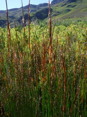 Askidiosperma rugosum