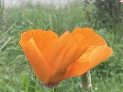 Eschscholzia californica