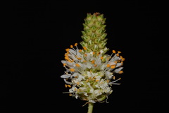 Dalea candida oligophylla