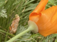 Eschscholzia californica