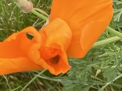 Eschscholzia californica