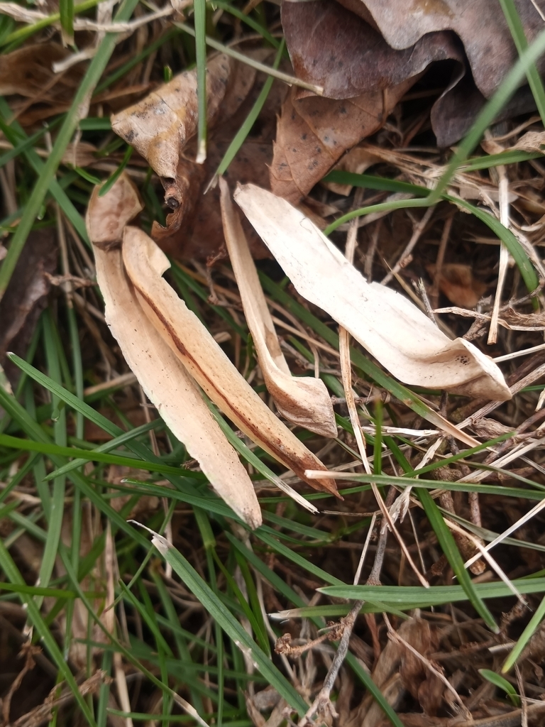 tulip tree from Galena, MD 21635, USA on January 17, 2022 at 01:52 PM ...