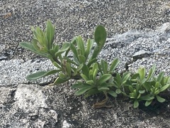 Myoporum parvifolium