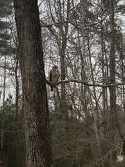 Buteo lineatus lineatus