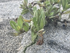 Myoporum parvifolium