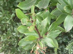 Arbutus unedo