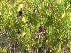 Leucadendron cryptocephalum