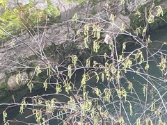 Alnus rhombifolia