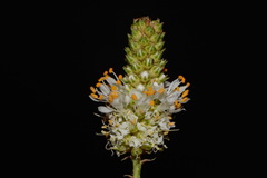 Dalea candida oligophylla