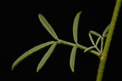 Dalea candida oligophylla