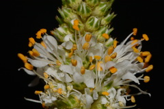 Dalea candida oligophylla