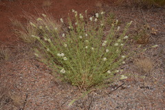 Dalea candida oligophylla