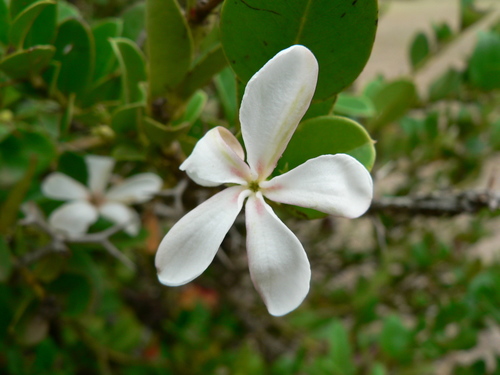 Carissa macrocarpa