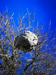 Brachygastra mellifica