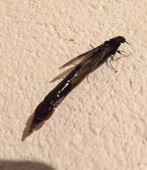 Atractocerus brasiliensis